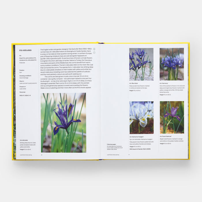 A Year in Bloom: Flowering Bulbs for Every Season