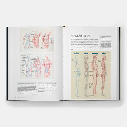 Dynamic Human Anatomy: An Artist's Guide to Structure, Gesture, and the Figure in Motion