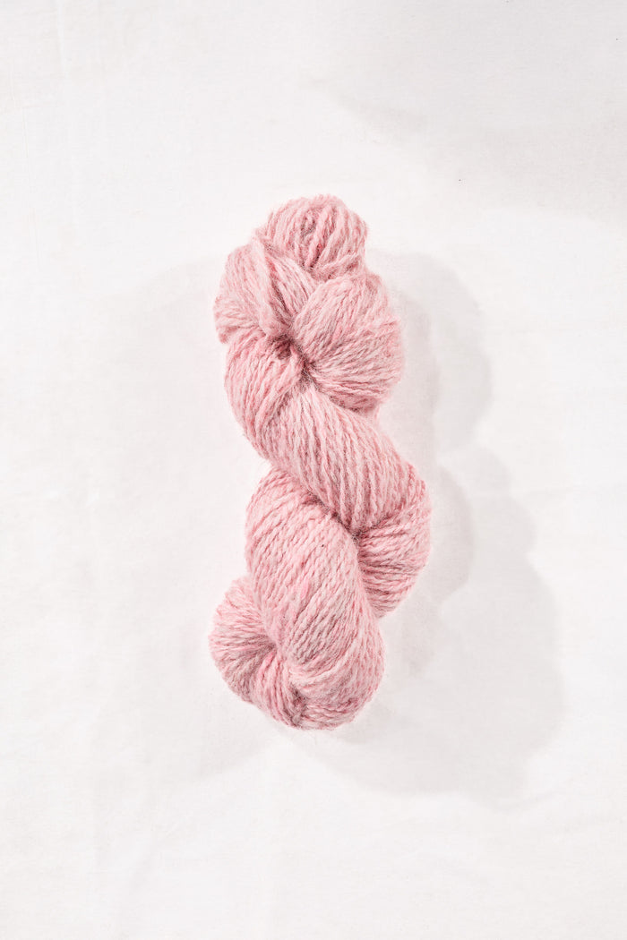 Carnation