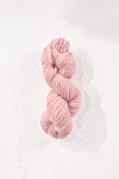 Carnation